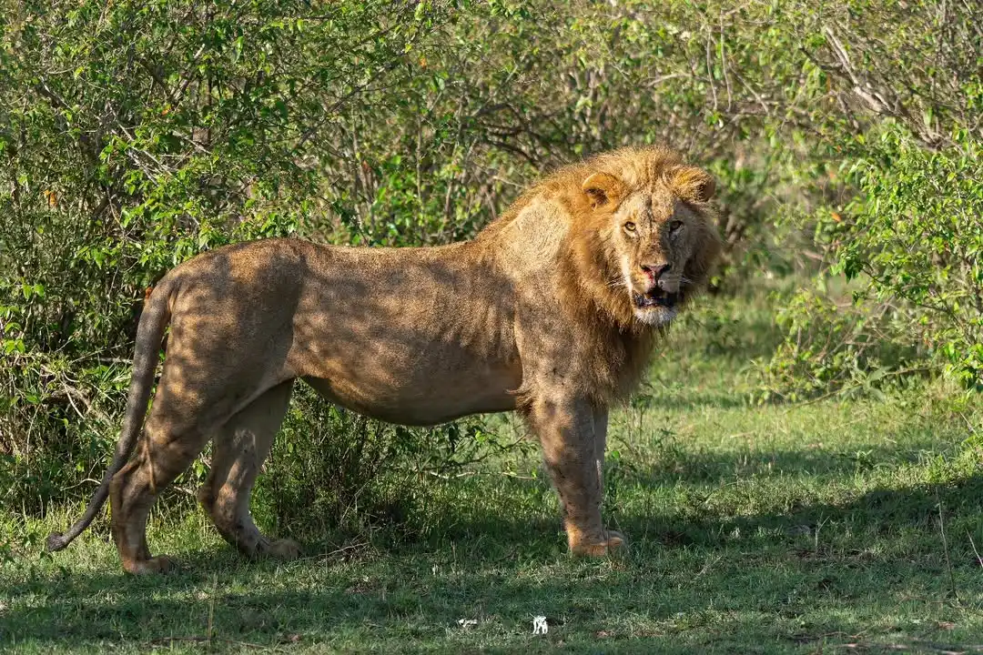 Image of a male lion in the savannah